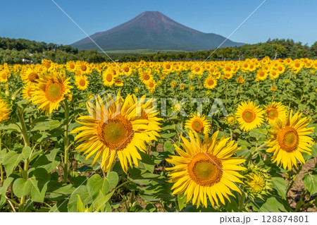 富士山とひまわり　山中湖　花の都公園 128874801