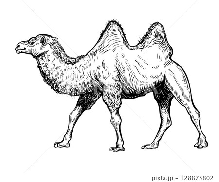 Camel handdrawn sketch 6 128875802