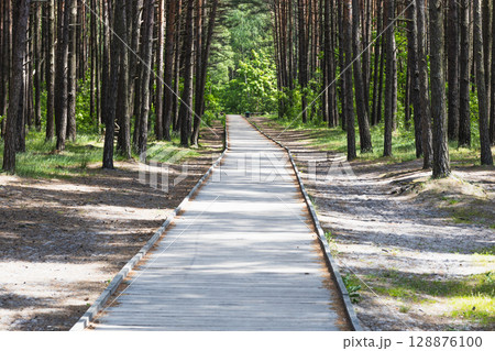 Straight Walkway Through Sunny Pine Forest 128876100
