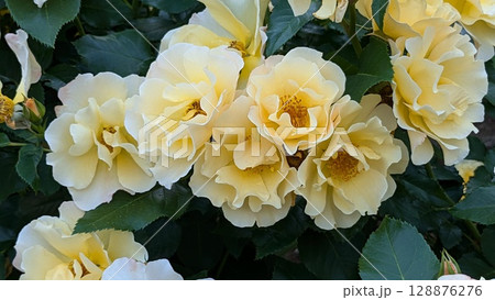 バラ バラ 128876276