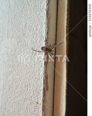 Spider on the wall of the house Spider on the wall of the house 128876309