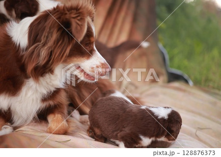 Brown and white dog is laying on a blanket next to a small brown 128876373