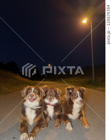 Three dogs are laying on the ground in front of a street light Three dogs are laying on the ground in front of a street light 128876384