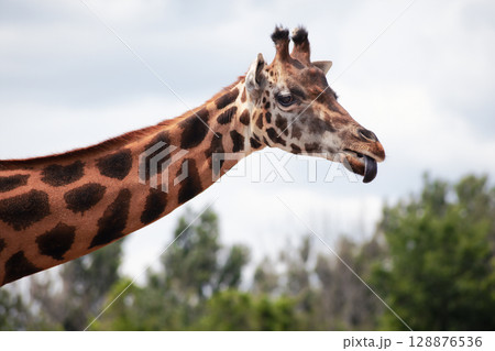 Cute Funny Giraffe Sticking Tongue Out 128876536