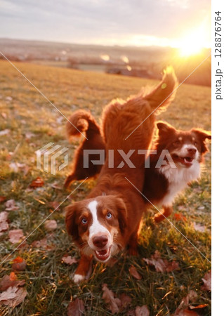 Two dogs are playing in a field with the sun shining on them 128876764