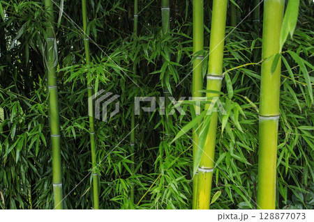 Bamboo thickets 128877073