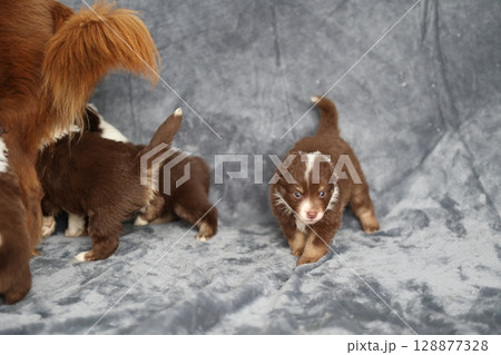 Group of puppies are playing on a grey blanket Group of puppies are playing on a grey blanket 128877328