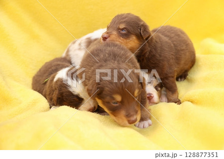A group of puppies are sleeping on a yellow blanket A group of puppies are sleeping on a yellow blanket 128877351