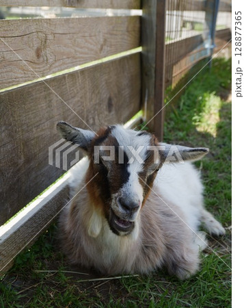 Goat is laying down in a grassy area Goat is laying down in a grassy area 128877365