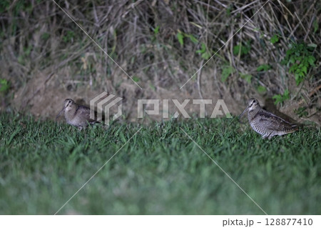ヤマシギ ヤマシギ 128877410
