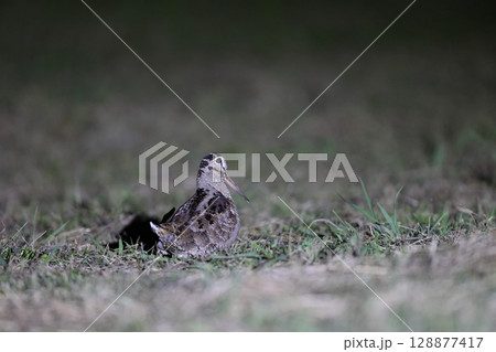 ヤマシギ ヤマシギ 128877417