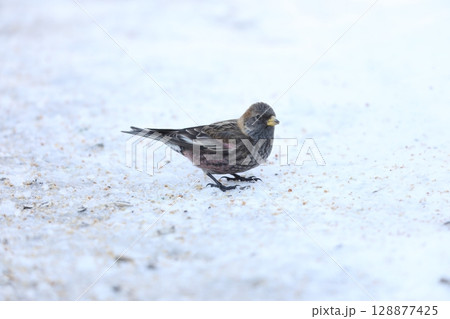 ハギマシコ 128877425