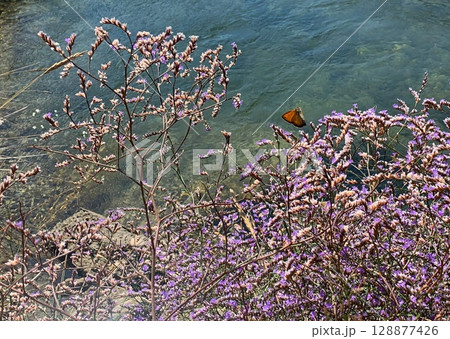 Sea lavender flowers wildflowers Kermek broadleaf.  128877426