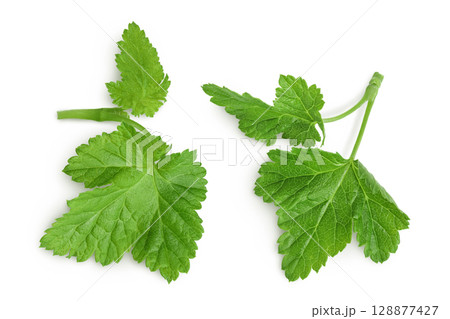 Black currant leaves isolated on white background. Blackcurrant leaf Black currant leaves isolated on white background. Blackcurrant leaf 128877427