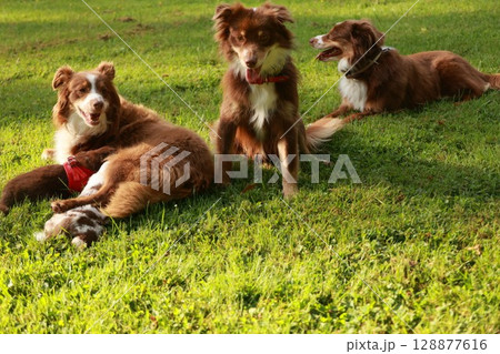 Three dogs are laying on the grass Three dogs are laying on the grass 128877616