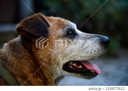 Dog, Dhole, Asiatic wild dog Cuon alpinus eating a deer carcass at a stream Dog, Dhole, Asiatic wild dog Cuon alpinus eating a deer carcass at a stream 128877622
