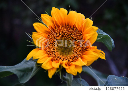 Sunflower natural background. Sunflower blooming. Close-up of 128877623