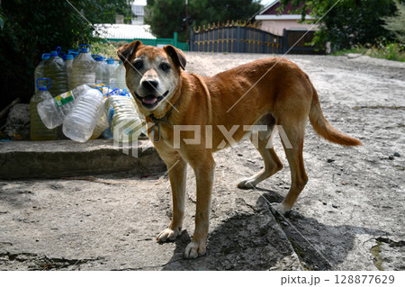 Dog, Dhole, Asiatic wild dog Cuon alpinus eating a deer carcass at a stream 128877629