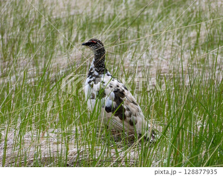 Northern partridge in Iceland. Bird Lagopus mutus Northern partridge in Iceland. Bird Lagopus mutus 128877935