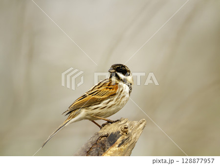 Common reed bunting perched on a tree branch in a meadow Common reed bunting perched on a tree branch in a meadow 128877957
