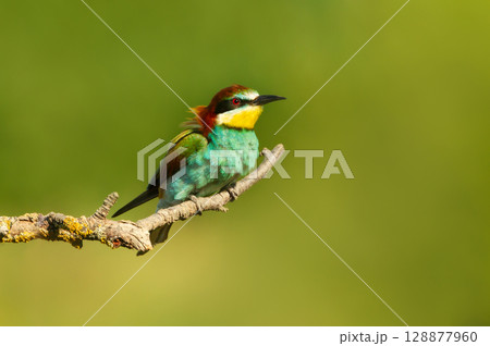 Colorful European bee-eater perched on branch during summer Colorful European bee-eater perched on branch during summer 128877960