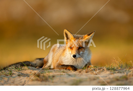 Red fox lying in a meadow during a golden sunset Red fox lying in a meadow during a golden sunset 128877964