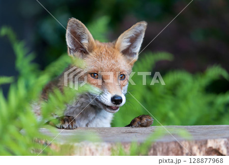 Portrait of a cute red fox on a tree stump in a forest Portrait of a cute red fox on a tree stump in a forest 128877968