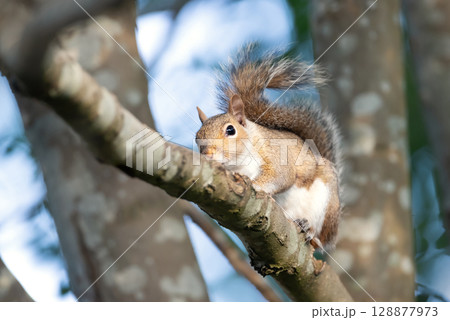 Close-up of a curious young grey squirrel standing on a tree branch Close-up of a curious young grey squirrel standing on a tree branch 128877973