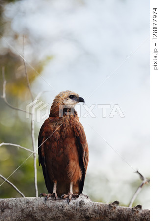 Black-collared hawk perched on a tree branch, Pantanal, Brazil Black-collared hawk perched on a tree branch, Pantanal, Brazil 128877974