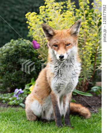 Red fox sitting on green grass in a garden, framed by vibrant spring flowers Red fox sitting on green grass in a garden, framed by vibrant spring flowers 128877982