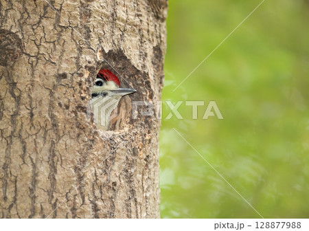 Great spotted woodpecker chick sitting in a tree hole in spring Great spotted woodpecker chick sitting in a tree hole in spring 128877988