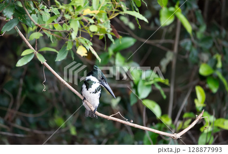 Green kingfisher perched on a tree branch, Pantanal, Brazil 128877993