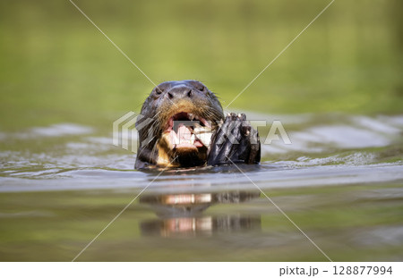 Giant otter eating fish in a river in the Pantanal, Brazil 128877994