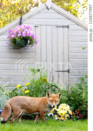 Red fox standing on green grass in a garden, framed by vibrant spring flowers Red fox standing on green grass in a garden, framed by vibrant spring flowers 128877997