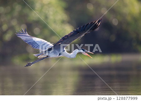 Cocoi heron in flight over river with open mouth 128877999