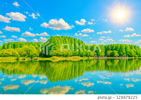 若葉と新緑の水元公園のメタセコイアの森と湖面に映える景観 128878225