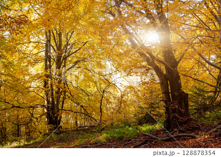 forest 128878354