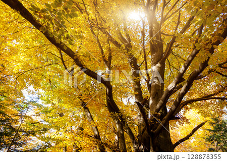 forest 128878355