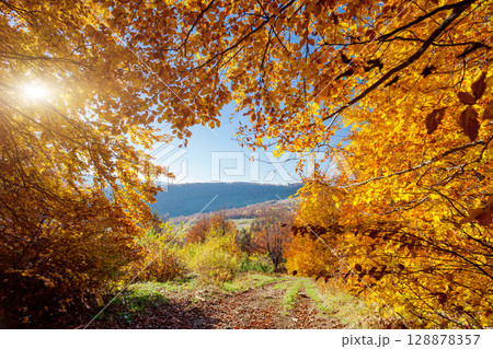 forest forest 128878357