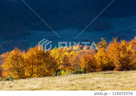 autumn 128878358