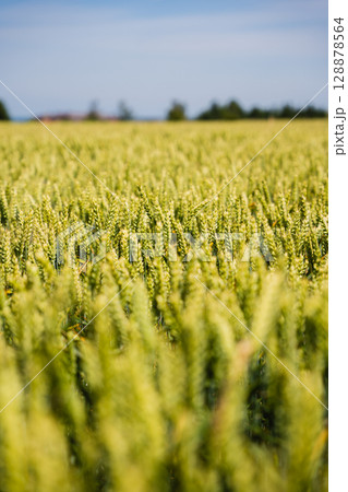 Lush green wheat field under clear blue sky showcasing agricultural landscape Lush green wheat field under clear blue sky showcasing agricultural landscape 128878564