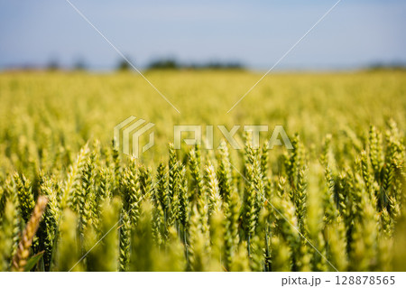 Lush green wheat field under clear blue sky with vibrant crops 128878565