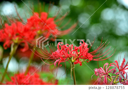 いつか見た　彼岸花 128878755