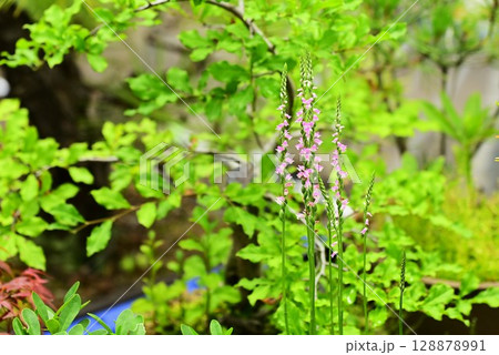 苔玉に咲くネジバナ 苔玉に咲くネジバナ 128878991