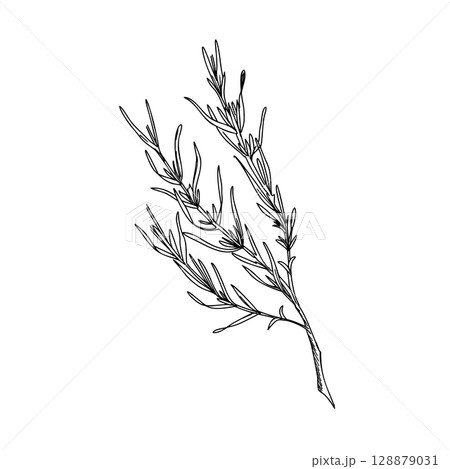 Lavender leaves, branch ink drawing. Hand drawn graphic Vector illustration. Black and White line art for cards, logos and food, cosmetic design. Lavender leaves, branch ink drawing. Hand drawn graphic Vector illustration. Black and White line art for cards, logos and food, cosmetic design. 128879031