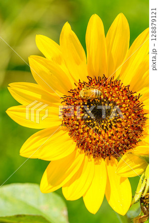 ヒマワリの花にとまるミツバチ 128879121