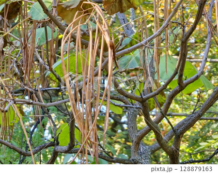 The long fruits of Catalpa ovata hang on tree in autumn. The long fruits of Catalpa ovata hang on tree in autumn. 128879163