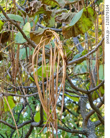 The long fruits of Catalpa ovata hang on the tree in autumn. The long fruits of Catalpa ovata hang on the tree in autumn. 128879164