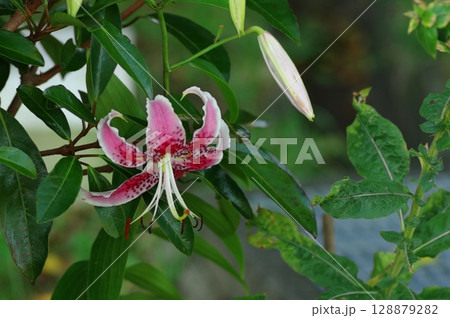 鹿の子百合 128879282