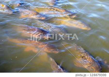 池で泳ぐ鯉 池で泳ぐ鯉 128879300